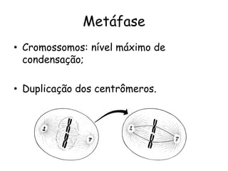 Metáfase
• Cromossomos: nível máximo de
  condensação;

• Duplicação dos centrômeros.
 