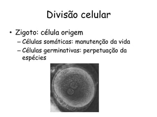 Divisão celular
• Zigoto: célula origem
  – Células somáticas: manutenção da vida
  – Células germinativas: perpetuação da
    espécies
 