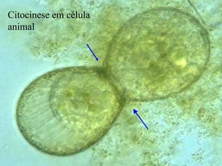 Citocinese em célula
animal
 