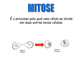 É o processo pelo qual uma célula se divide
       em duas outras novas células.
 