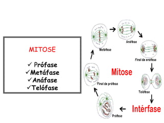 MITOSE

 Prófase
Metáfase
Anáfase
Telófase
 