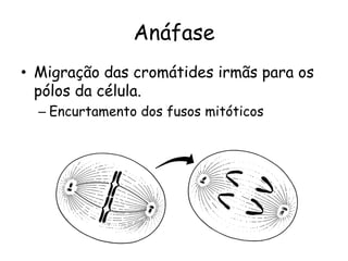 Anáfase
• Migração das cromátides irmãs para os
  pólos da célula.
  – Encurtamento dos fusos mitóticos
 