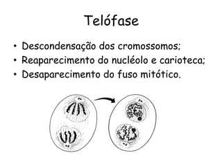 Telófase
• Descondensação dos cromossomos;
• Reaparecimento do nucléolo e carioteca;
• Desaparecimento do fuso mitótico.
 