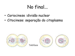 No final...
• Cariocinese :divisão nuclear
• Citocinese: separação do citoplasma
 