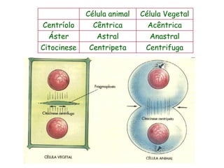 Célula animal   Célula Vegetal
Centríolo      Cêntrica       Acêntrica
  Áster         Astral         Anastral
Citocinese    Centripeta      Centrifuga
 