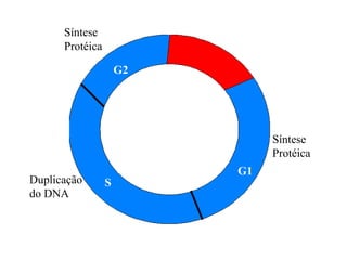 Síntese
      Protéica

                     G2




                               Síntese
                               Protéica
                          G1
Duplicação       S
do DNA
 