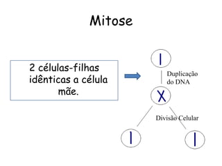 Mitose


2 células-filhas         Duplicação
idênticas a célula       do DNA
       mãe.

                      Divisão Celular
 
