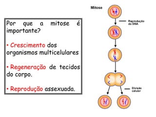 Por que a      mitose     é
importante?

• Crescimento dos
organismos multicelulares

• Regeneração de tecidos
do corpo.

• Reprodução assexuada.
 