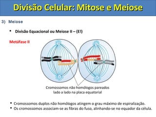 3) Meiose
 Divisão Equacional ou Meiose II – (E!)
Metáfase II
 Cromossomos duplos não homólogos atingem o grau máximo de espiralização.
 Os cromossomos associam-se as fibras do fuso, alinhando-se no equador da célula.
Cromossomos não homólogos pareados
lado a lado na placa equatorial
Divisão Celular: Mitose e MeioseDivisão Celular: Mitose e Meiose
 