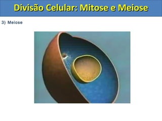3) Meiose
Divisão Celular: Mitose e MeioseDivisão Celular: Mitose e Meiose
 