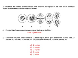 INTERFASE QUE PRECEDE A DIVISÃO
Fase A (intérfase)
 