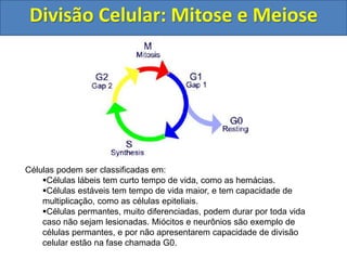 Divisão Celular: Mitose e Meiose
Células podem ser classificadas em:
Células lábeis tem curto tempo de vida, como as hemácias.
Células estáveis tem tempo de vida maior, e tem capacidade de
multiplicação, como as células epiteliais.
Células permantes, muito diferenciadas, podem durar por toda vida
caso não sejam lesionadas. Miócitos e neurônios são exemplo de
células permantes, e por não apresentarem capacidade de divisão
celular estão na fase chamada G0.
 