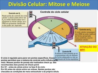 Divisão Celular: Mitose e Meiose
Controle do ciclo celular
O ciclo é regulado para parar em pontos específicos. Esses
pontos permitem que o sistema de controle sofra influência do
meio. Nesses pontos de parada são realizados check up. São
reconhecidos dois pontos de Check point:
Em G1 - antes da célula entrar na fase S do ciclo
Em G2 antes da célula entrar em mitose. Nestes pontos são
checados as condições do meio extracelular e da própria célula.
ATIVAÇÃO DO
MPF
 