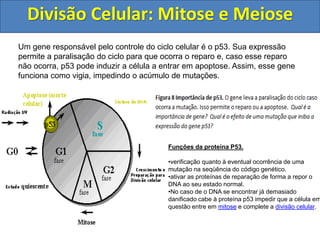 Divisão Celular: Mitose e Meiose
Um gene responsável pelo controle do ciclo celular é o p53. Sua expressão
permite a paralisação do ciclo para que ocorra o reparo e, caso esse reparo
não ocorra, p53 pode induzir a célula a entrar em apoptose. Assim, esse gene
funciona como vigia, impedindo o acúmulo de mutações.
Funções da proteína P53.
•verificação quanto à eventual ocorrência de uma
mutação na seqüência do código genético.
•ativar as proteínas de reparação de forma a repor o
DNA ao seu estado normal.
•No caso de o DNA se encontrar já demasiado
danificado cabe à proteína p53 impedir que a célula em
questão entre em mitose e complete a divisão celular.
 