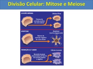 Divisão Celular: Mitose e Meiose
 