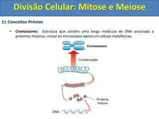 1) Conceitos Prévios
• Cromossomo: Estrutura que contém uma longa molécula de DNA associada a
proteínas histonas, visível ao microscópio óptico em células metafásicas.
Proteína
histona
Condensação
Cromossomo
DNA
Divisão Celular: Mitose e Meiose
 