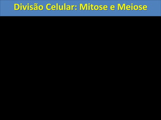 Divisão Celular: Mitose e Meiose
 