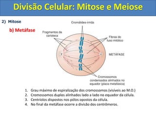 2) Mitose
b) Metáfase
1. Grau máximo de espiralização dos cromossomos (visíveis ao M.O.)
2. Cromossomos duplos alinhados lado a lado no equador da célula.
3. Centríolos dispostos nos pólos opostos da célula.
4. No final da metáfase ocorre a divisão dos centrômeros.
Divisão Celular: Mitose e Meiose
 