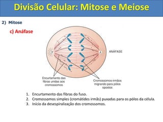 2) Mitose
c) Anáfase
1. Encurtamento das fibras do fuso.
2. Cromossomos simples (cromátides irmãs) puxadas para os pólos da célula.
3. Início da desespiralização dos cromossomos.
Divisão Celular: Mitose e Meiose
 