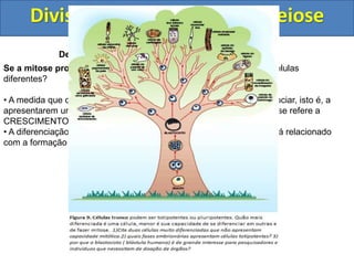 Divisão Celular: Mitose e Meiose
Desenvolvimento, células tronco e diferenciação
Se a mitose produz células-clones, por que somos compostos de células
diferentes?
• A medida que ocorre a embriogenese, as células tendem a se diferenciar, isto é, a
apresentarem uma expressão diferencial de genes. Desenvolvimento se refere a
CRESCIMENTO E DIFERENCIAÇÃO.
• A diferenciação começa ocorrer a partir da gástrula. Cada folheto está relacionado
com a formação de certo grupo de células.
 