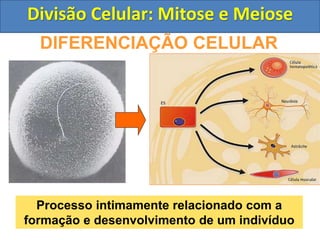 DIFERENCIAÇÃO CELULAR
Processo intimamente relacionado com a
formação e desenvolvimento de um indivíduo
Divisão Celular: Mitose e Meiose
 