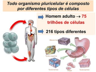 Homem adulto  75
trilhões de células
216 tipos diferentes
Todo organismo pluricelular é composto
por diferentes tipos de células
 