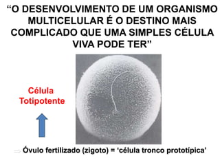 “O DESENVOLVIMENTO DE UM ORGANISMO
MULTICELULAR É O DESTINO MAIS
COMPLICADO QUE UMA SIMPLES CÉLULA
VIVA PODE TER”
 Óvulo fertilizado (zigoto) = ‘célula tronco prototípica’
Célula
Totipotente
 