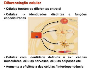 Diferenciação celular
• Células tornam-se diferentes entre si
• Células  identidades distintas e funções
especializadas
• Células com identidade definida = ex.: células
musculares, células nervosas, células adiposas etc.
• Aumenta a eficiência das células / interdependência
 