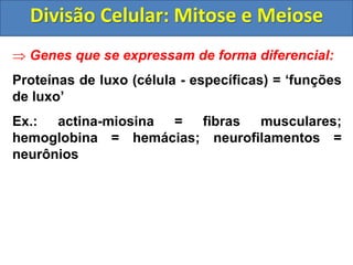  Genes que se expressam de forma diferencial:
Proteínas de luxo (célula - específicas) = ‘funções
de luxo’
Ex.: actina-miosina = fibras musculares;
hemoglobina = hemácias; neurofilamentos =
neurônios
Divisão Celular: Mitose e Meiose
 