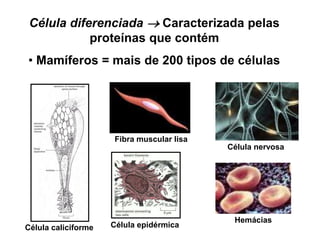 Célula diferenciada  Caracterizada pelas
proteínas que contém
• Mamíferos = mais de 200 tipos de células
Célula caliciforme Célula epidérmica
Fibra muscular lisa
Célula nervosa
Hemácias
 