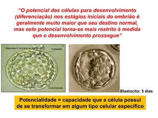 Potencialidade = capacidade que a célula possui
de se transformar em algum tipo celular específico
“O potencial das células para desenvolvimento
(diferenciação) nos estágios iniciais do embrião é
geralmente muito maior que seu destino normal,
mas este potencial torna-se mais restrito à medida
que o desenvolvimento prossegue”
Blastocito: 5 dias
 