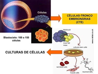 CÉLULAS-TRONCO
EMBRIONÁRIAS
(CTE)
CULTURAS DE CÉLULAS
Blastocisto: 100 a 150
células
 