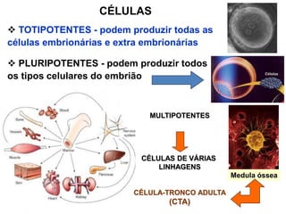 CÉLULAS
 TOTIPOTENTES - podem produzir todas as
células embrionárias e extra embrionárias
 PLURIPOTENTES - podem produzir todos
os tipos celulares do embrião
 MULTIPOTENTES - podem produzir células
de várias linhagens (ex. endodérmica,
mesodérmica e ectodérmica)
Medula óssea
MULTIPOTENTES
CÉLULAS DE VÁRIAS
LINHAGENS
CÉLULA-TRONCO ADULTA
(CTA)
 