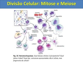 Divisão Celular: Mitose e Meiose
 