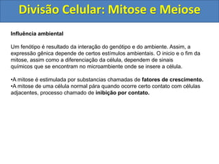 Divisão Celular: Mitose e Meiose
Influência ambiental
Um fenótipo é resultado da interação do genótipo e do ambiente. Assim, a
expressão gênica depende de certos estímulos ambientais. O inicio e o fim da
mitose, assim como a diferenciação da célula, dependem de sinais
químicos que se encontram no microambiente onde se insere a célula.
•A mitose é estimulada por substancias chamadas de fatores de crescimento.
•A mitose de uma célula normal pára quando ocorre certo contato com células
adjacentes, processo chamado de inibição por contato.
 