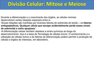 Divisão Celular: Mitose e Meiose
Durante a diferenciação e o crescimento dos órgãos, as células normais
desenvolvem certas relações espaciais entre si.
•Essas relações são mantidas por diversos fatores de sobrevida do tecido – os fatores
antiapoptoticos. Qualquer célula que escape acidentalmente perde esses sinais
de sobrevida e sofre apoptose”.
•A diferenciação celular também obedece a sinais químicos ao longo do
desenvolvimento. Isso é a base da Tecnologia de células tronco: O conhecimento e a
utilização de células tronco e de fatores de diferenciação podem permitir a produção de
células e órgãos de interesse, em laboratório.
 