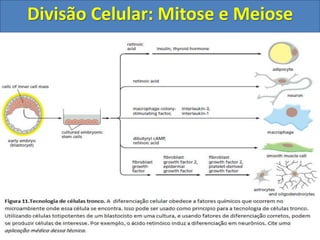 Divisão Celular: Mitose e Meiose
 