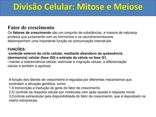 Divisão Celular: Mitose e Meiose
Fator de crescimento
Os fatores de crescimento são um conjunto de substâncias, a maioria de natureza
proteica que juntamente com as hormonios e os neurotransmissores,
desempenham uma importante função na comunicação intercelular.
FUNÇÕES:
•controle externo do ciclo celular, mediante abandono da quiescência
(dormencia) celular (fase G0) e entrada da célula na fase G1.
• manter a sobrevivência celular, estimular a migração celular, a diferenciação
celular e também a apotose.
A função dos fatores de crescimento é regulada por diferentes mecanismos que
controlam a ativação genética, como:
1.A transcrição e tradução do gene do fator de crescimento.
2.O controle da resposta celular por moléculas com ação oposta à resposta inicial.
3.Controle extracelular pela disponibilidade do fator de crescimento, que é depositado na
matriz extracelular.
 