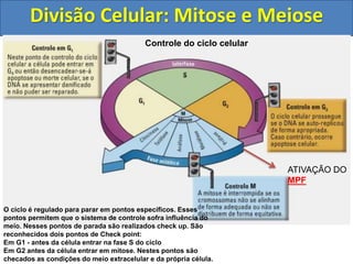 Divisão Celular: Mitose e Meiose
Controle do ciclo celular
O ciclo é regulado para parar em pontos específicos. Esses
pontos permitem que o sistema de controle sofra influência do
meio. Nesses pontos de parada são realizados check up. São
reconhecidos dois pontos de Check point:
Em G1 - antes da célula entrar na fase S do ciclo
Em G2 antes da célula entrar em mitose. Nestes pontos são
checados as condições do meio extracelular e da própria célula.
ATIVAÇÃO DO
MPF
 