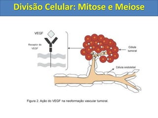 Divisão Celular: Mitose e Meiose
 