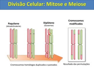 Cromossomos homólogos duplicados e pareados Resultado das permutações
Paquíteno
(tétrade/bivalente)
Diplóteno
(Quiasmas)
Cromossomos
modificados
Divisão Celular: Mitose e Meiose
 