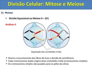 3) Meiose
 Divisão Equacional ou Meiose II – (E!)
Anáfase II
 Ocorre o encurtamento das fibras do fuso e divisão do centrômero.
 Cada cromossomos duplo origina duas cromátides irmãs (cromossomos simples).
 Os cromossomos simples são puxados para os pólos da célula.
Separação das cromátides irmãs
Divisão Celular: Mitose e Meiose
 