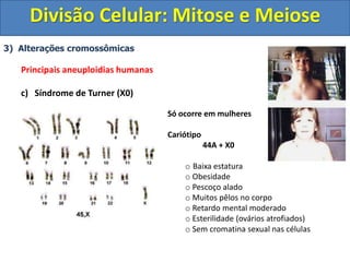 3) Alterações cromossômicas
Principais aneuploidias humanas
c) Síndrome de Turner (X0)
Só ocorre em mulheres
Cariótipo
44A + X0
o Baixa estatura
o Obesidade
o Pescoço alado
o Muitos pêlos no corpo
o Retardo mental moderado
o Esterilidade (ovários atrofiados)
o Sem cromatina sexual nas células
Divisão Celular: Mitose e Meiose
 