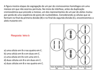 INTERFASE QUE PRECEDE A DIVISÃO
A figura mostra etapas da segregação de um par de cromossomos homólogos em uma
meiose em que não ocorreu permuta. No início da intérfase, antes da duplicação
cromossômica que precede a meiose, um dos representantes de um par de alelos mutou
por perda de uma seqüência de pares de nucleotídeos. Considerando as células que se
formam no final da primeira divisão (B) e no final da segunda divisão (C), encontraremos o
alelo mutante em:
a) uma célula em B e nas quatro em C.
b) uma célula em B e em duas em C.
c) uma célula em B e em uma em C.
d) duas células em B e em duas em C.
e) duas células em B e nas quatro em C.
Resposta: letra b
 