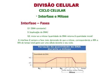 DIVISÃO CELULAR
CICLO CELULAR
· Interfase e Mitose
Interfase – Fases
G1 (DNA constante)
S (duplicação do DNA)
G2, inicia-se a mitose (quantidade de DNA retorna à quantidade inicial)
A interfase é sempre a fase mais demorada do que a mitose, correspondendo a 90% a
95% do tempo total gasto por uma célula durante o seu ciclo.
 