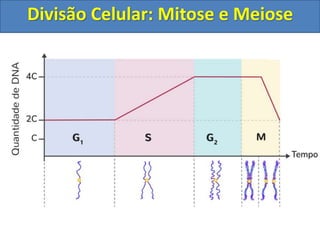 Divisão Celular: Mitose e Meiose
 