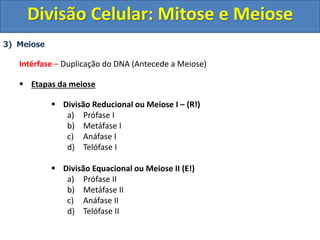 3) Meiose
Intérfase – Duplicação do DNA (Antecede a Meiose)
 Etapas da meiose
 Divisão Reducional ou Meiose I – (R!)
a) Prófase I
b) Metáfase I
c) Anáfase I
d) Telófase I
 Divisão Equacional ou Meiose II (E!)
a) Prófase II
b) Metáfase II
c) Anáfase II
d) Telófase II
Divisão Celular: Mitose e Meiose
 