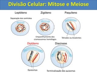 Leptóteno
Separação dos centríolos
Zigóteno
Emparelhamento dos
cromossomos homólogos
Tétrades ou bivalentes
Paquíteno
Quiasmas
Diplóteno
Terminalização dos quiasmas
Diacinese
Divisão Celular: Mitose e Meiose
 