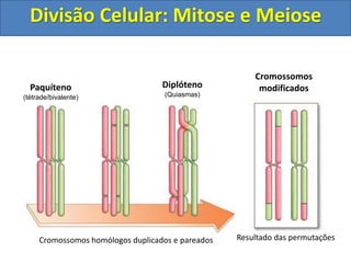 Cromossomos homólogos duplicados e pareados Resultado das permutações
Paquíteno
(tétrade/bivalente)
Diplóteno
(Quiasmas)
Cromossomos
modificados
Divisão Celular: Mitose e Meiose
 
