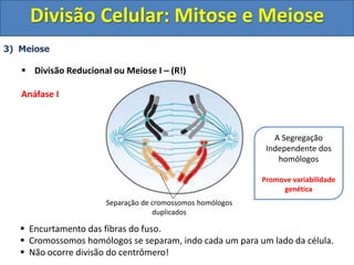 3) Meiose
 Divisão Reducional ou Meiose I – (R!)
Anáfase I
 Encurtamento das fibras do fuso.
 Cromossomos homólogos se separam, indo cada um para um lado da célula.
 Não ocorre divisão do centrômero!
Separação de cromossomos homólogos
duplicados
A Segregação
Independente dos
homólogos
Promove variabilidade
genética
Divisão Celular: Mitose e Meiose
 
